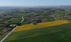 İstanbul'da 'sarı altın çiçek' tarlaları havadan görüntülendi