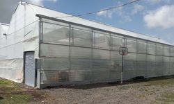 Jeotermal serada yetiştirilen kirazların ilk hasat gerçekleştirildi