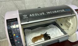 Kanala düşen yavru kediler hayata döndü