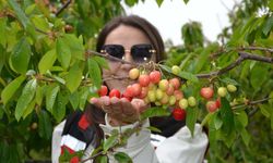 Manisa'da sezonun ilk kirazı 6 bin liradan alıcı buldu