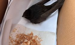 Öğrencilerin bitkin halde bulduğu ebabil kuşu, koruma altına alındı