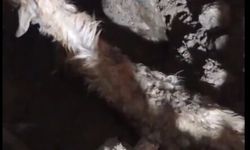 Sağanak nedeniyle ağıl çöktü: 6 keçi öldü