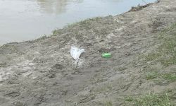 Sakarya Nehri'ne Düşen Çocuk Aranıyor