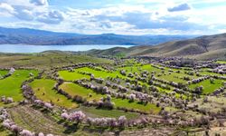Tunceli'de çiçek açan badem ağaçları havadan görüntülendi