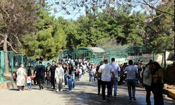 Türkiye'de doğan ilk zürafanın ismi sosyal medyada belli olacak