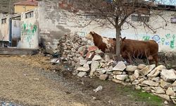 Yozgat'ta ahırın çatısı çöktü: 6 büyükbaş kurtarıldı!