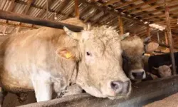 1,1 Tonluk Kurbanlık Boğa 'Paşa' Satışa Çıktı! Fiyatı Ne Kadar?