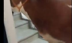 6 Katlı Binanın Terasında Kurban Kesildi