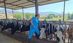 Aydın'da şap hastalığı paniği