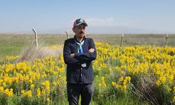 Eber sarısı, çiçek açtı