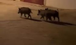 Hatay'da domuz sürüsü yemek bulmak için mahalleye indi