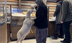 İznik’te Kurbanlık “Çorap”a Bayram Öncesi Kavuşma Sevinci