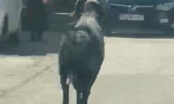 Kaçan kurbanlık koç mahalleyi peşinden koşturdu