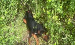 Köpeği demir çubukla öldüren zanlı tutuklandı