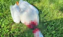 Nevşehir'de Kafası Kesilmiş Kaz Bulundu