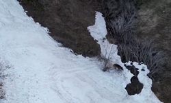 Şavşat’ın yamaçlarında bozayı şovu