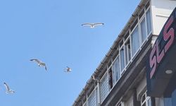 Tamir için çıktığı çatıda martılar saldırdı