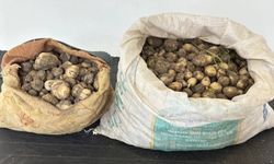 Tunceli’de 31 kilo salep yumrusu ele geçirildi