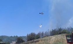 Adana'da anız yangını ormana sıçradı