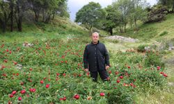Afyonkarahisar'da Bu Gülü Kopartan Yandı! Cezası Dudak Uçuklattı!