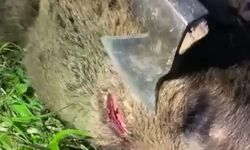 Artvin'de Kendisine Saldıran Ayıyı Nacakla Öldürdü