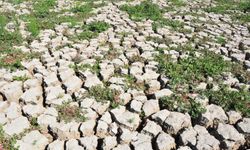 Marmara Gölü tekrar canlandı