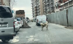 Seyrantepe'de Motosiklete Bağladığı Köpeği Metrelerce Koşturdu
