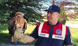 Yozgat'ta yaralı şahin bulundu