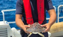 Antalya'da Zor Anlar Yaşayan Deniz Kaplumbağası Kurtarıldı