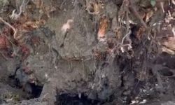 Asırlık çınar ağacı otomobilin üzerine devrildi
