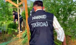 Bağ evinde uyuşturucu yetiştirmiş