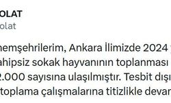 Başkentte 52 bin sahipsiz sokak hayvanı toplandı