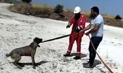 Gölette mahsur kalan köpekleri vatandaşlar kurtardı