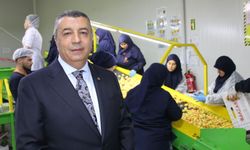 Kayısılar Malatya'dan Avrupa'ya ihraç ediliyor