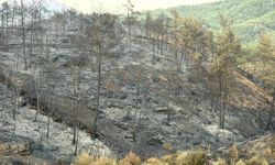 Muğla'da 5 bin hektardan fazla alan zarar gördü
