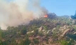 Muğla'da ormanı alevler sardı!