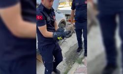 Otomobilin motoruna giren yavru kedi itfaiye tarafından kurtarıldı