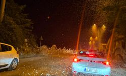 Sakarya'da milyonlarca kelebek yine ölüm dansı yaptı