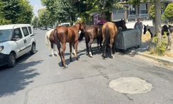 Sokakta dolaşan başıboş atlar çiftlikten kaçmış