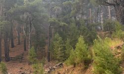 Antalya'daki orman yangını kontrol altına alındı