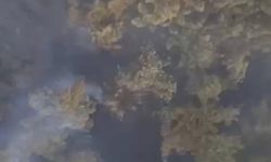 Balıkesir'deki orman yangınına müdahale devam ediyor