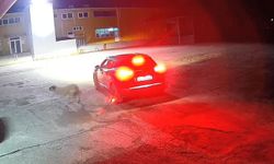 Ciple Köpeğin Üzerinden Geçti