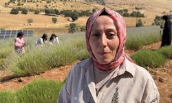 Kadınlar yıllardır atıl olan araziyi lavanta bahçesine dönüştürdü