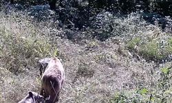 Tarlasına Kurduğu Fotokapanla Yaban Hayatı Gözlemledi