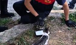 Zonguldak'ta rögara düşen kedi kurtarıldı