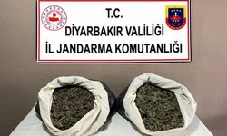 217 bin 608 kök kenevir ve skunk ele geçirildi
