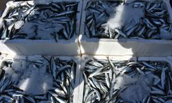 İzmir'de balık fiyatları düşüşe geçti