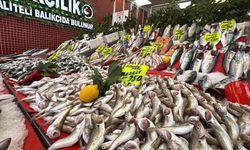 Karadeniz'de palamut bolluğu