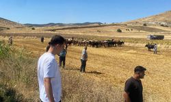 Kırşehir'de hayvan yüklü TIR devrildi: 4 büyükbaş hayvan öldü