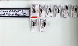 Ölen oğlunun adı yeni keşfettiği sinek türünde yaşayacak